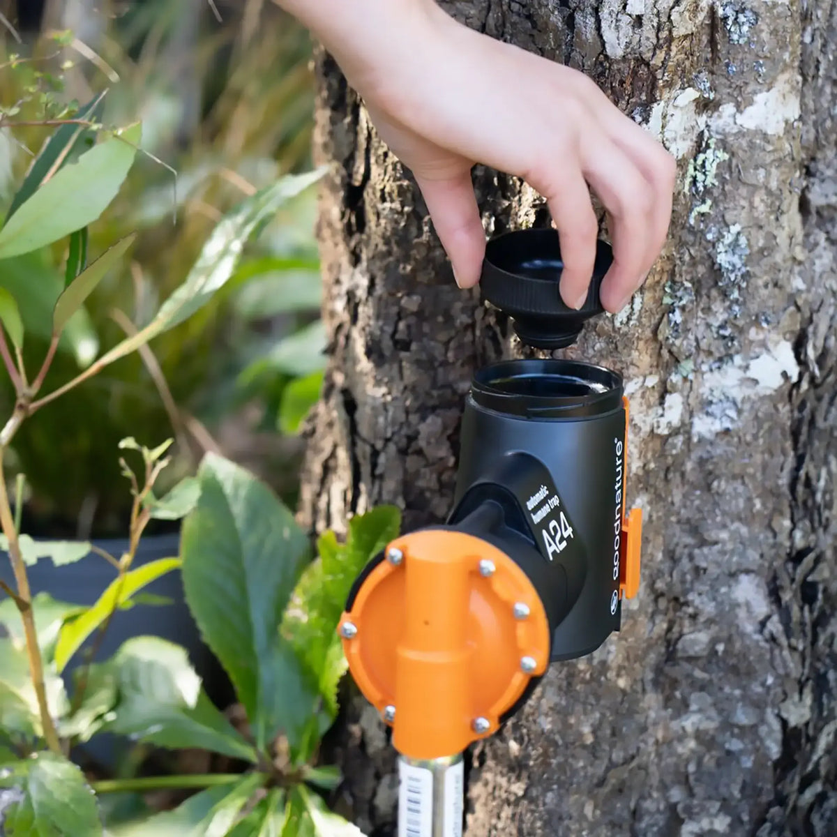 Lokkemadholder GoodNature A24
